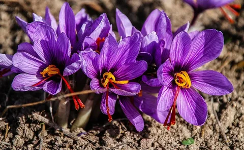 تصویر 5 از قیمت خرید زعفران نیم گرمی سحرخیز با فروش عمده